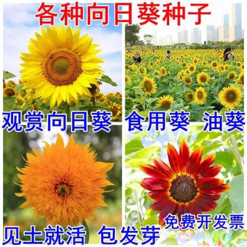 观赏向日葵种子食用向日葵多头向日葵红色向日葵种子