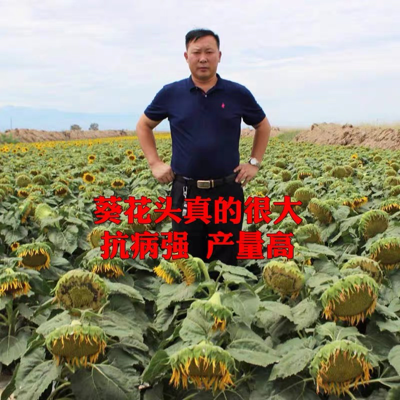观赏向日葵种子食用向日葵多头向日葵红色向日葵种子