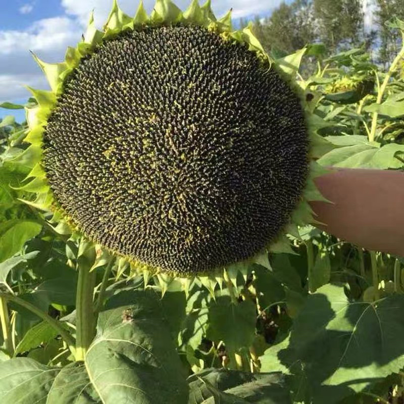 观赏向日葵种子食用向日葵多头向日葵红色向日葵种子