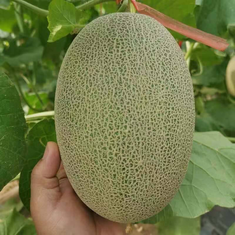 河南产地直供滑县西洲蜜44箱耀农25号哈密瓜