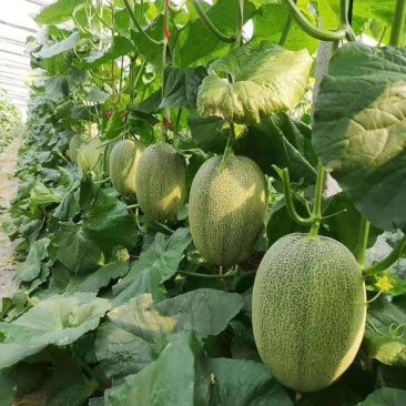河南产地直供滑县西洲蜜44箱耀农25号哈密瓜