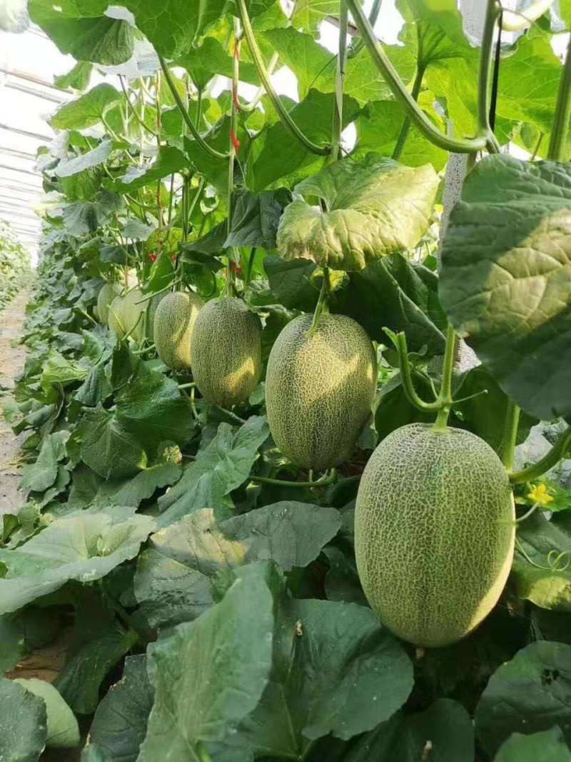 河南产地直供滑县西洲蜜44箱耀农25号哈密瓜
