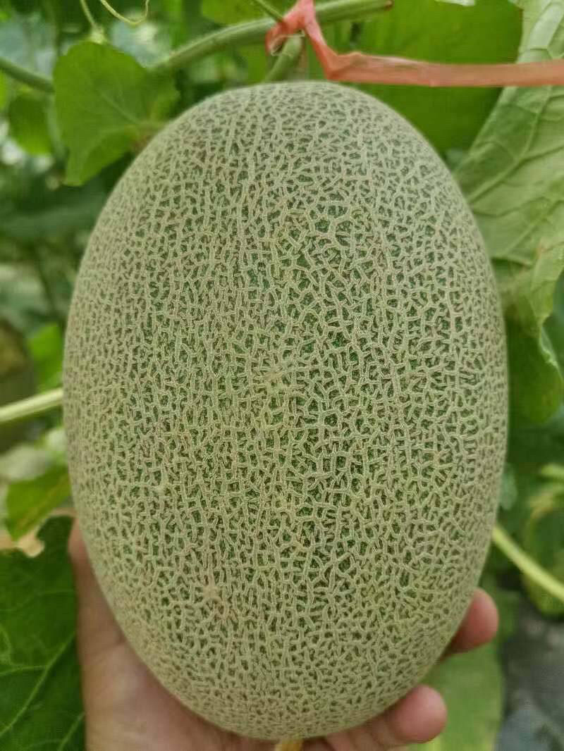 河南产地直供滑县西洲蜜44箱耀农25号哈密瓜