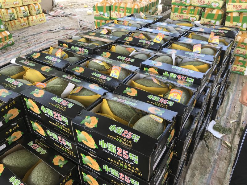 河南产地直供滑县西洲蜜44箱耀农25号哈密瓜