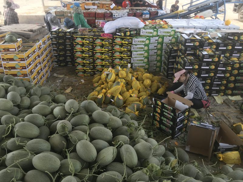 河南产地直供滑县西洲蜜44箱耀农25号哈密瓜