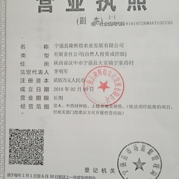 毛叶山桐种苗