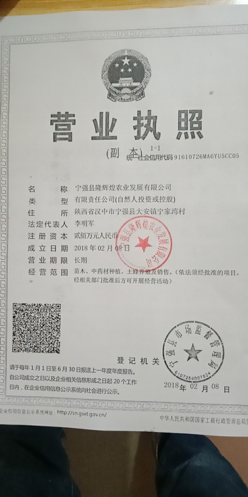 毛叶山桐种苗