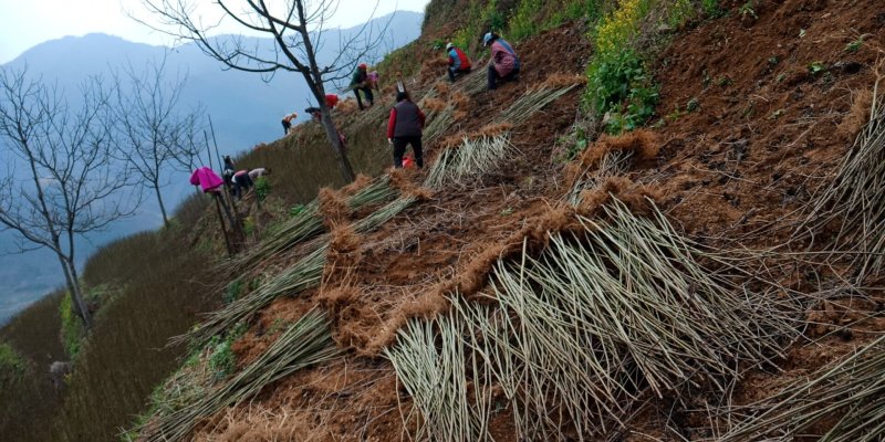毛叶山桐种苗