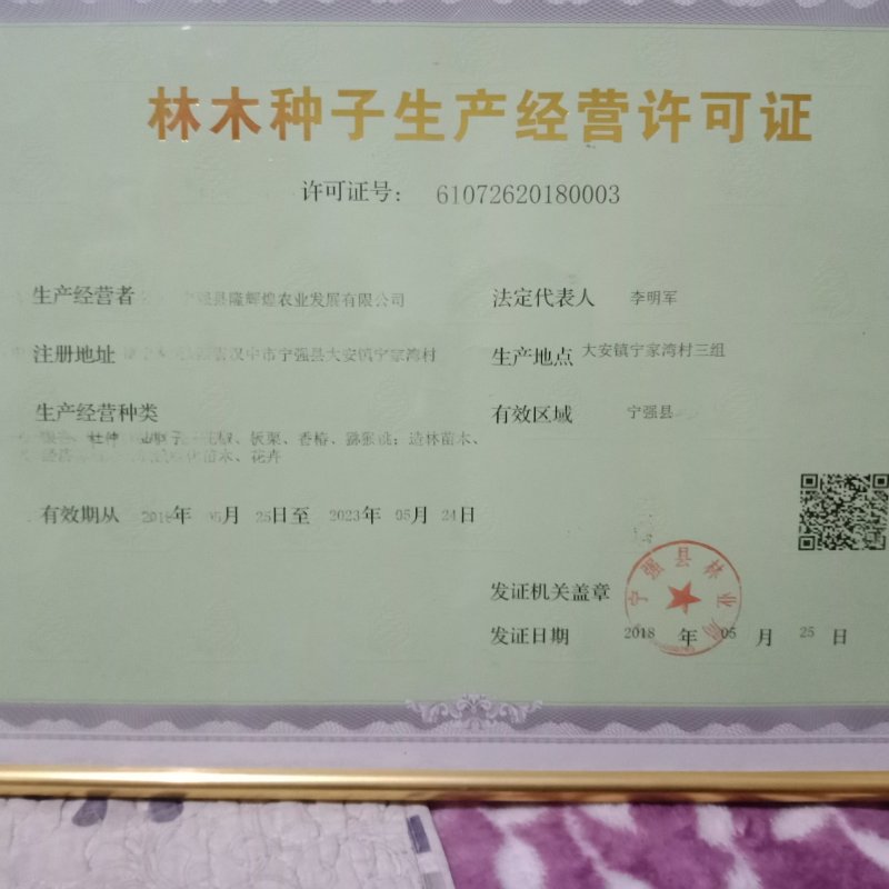 毛叶山桐种苗