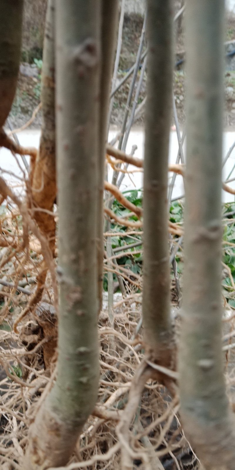 毛叶山桐种苗