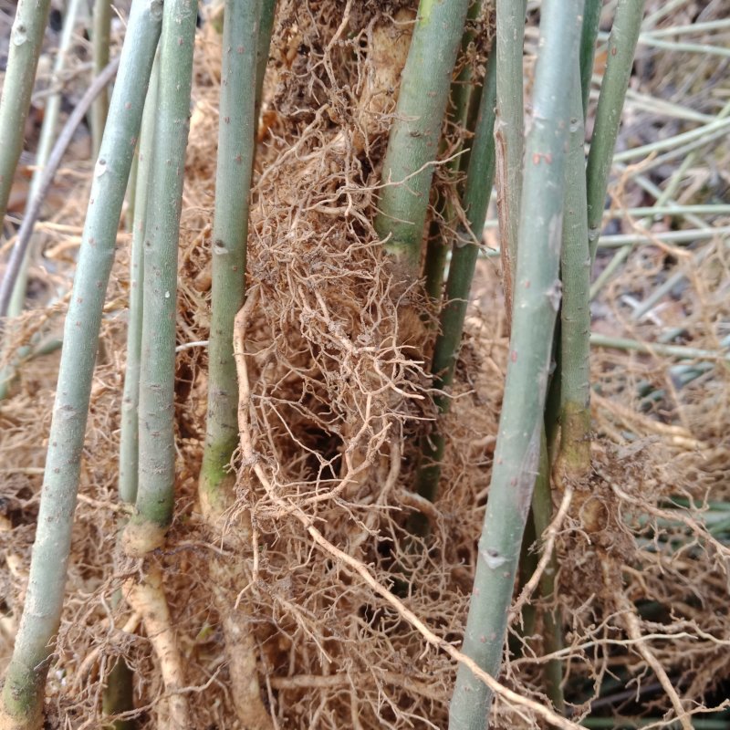 毛叶山桐种苗