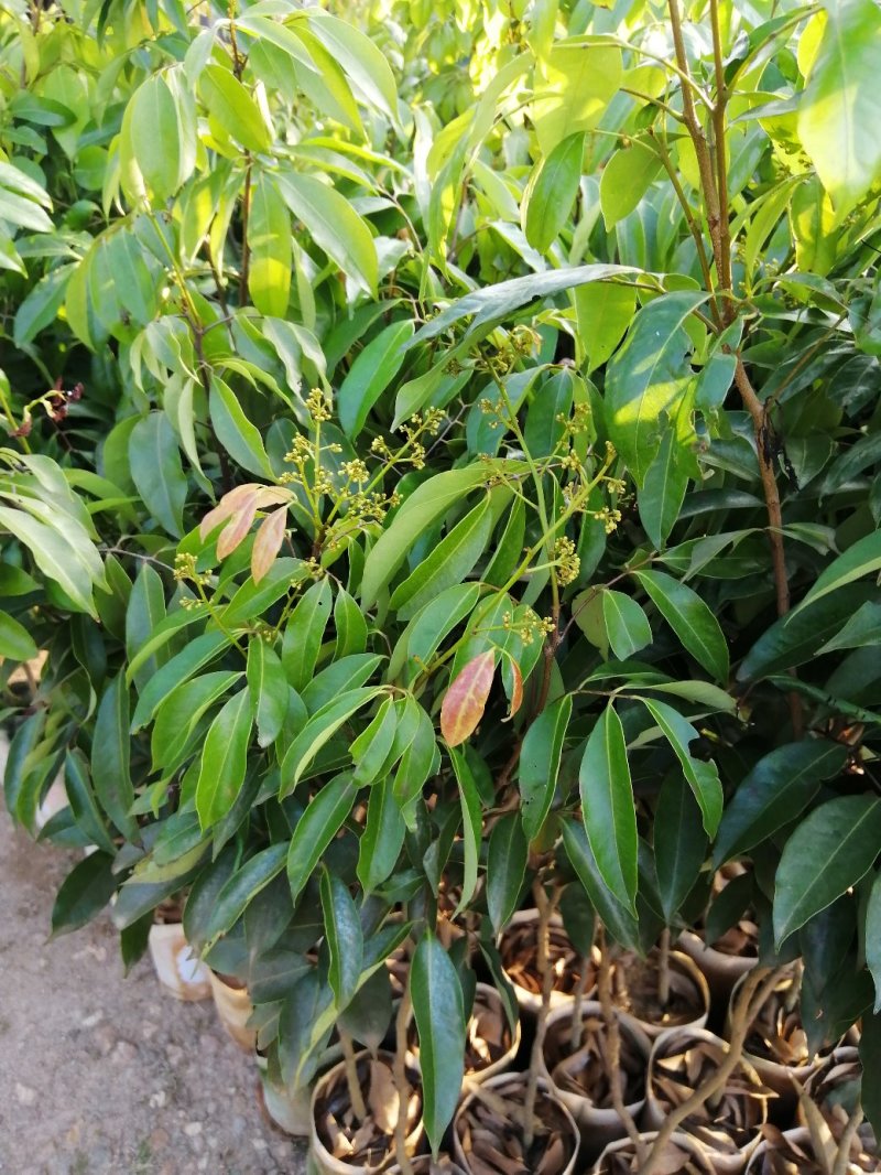 无核荔枝苗口感清甜人见人爱