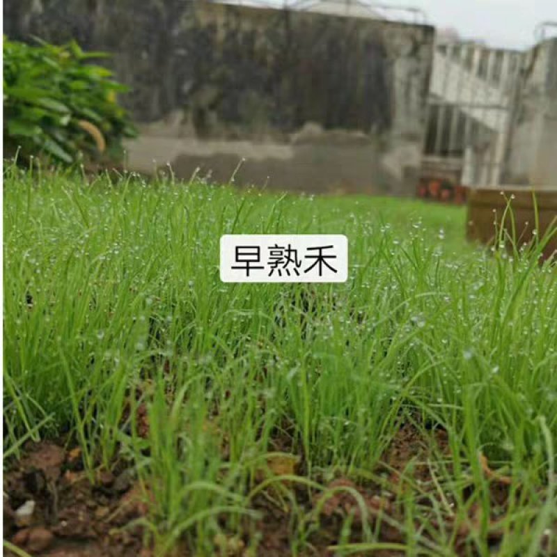早熟禾草籽草坪种子孑矮生四季常青草坪籽庭院别墅绿化专用耐