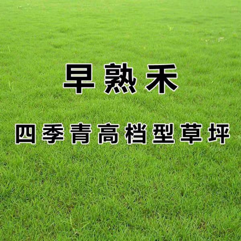 早熟禾草籽草坪种子孑矮生四季常青草坪籽庭院别墅绿化专用耐