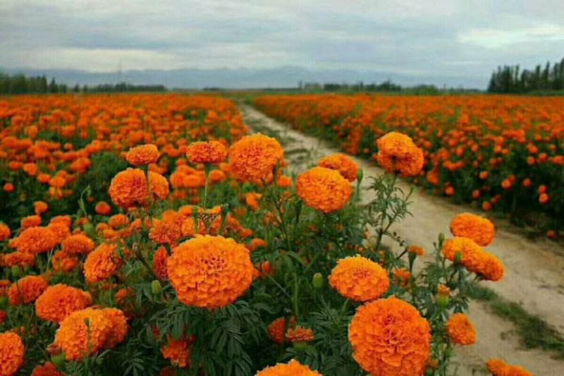 万寿菊种子菊花种子四季易活庭院别墅路边景观花海花种子