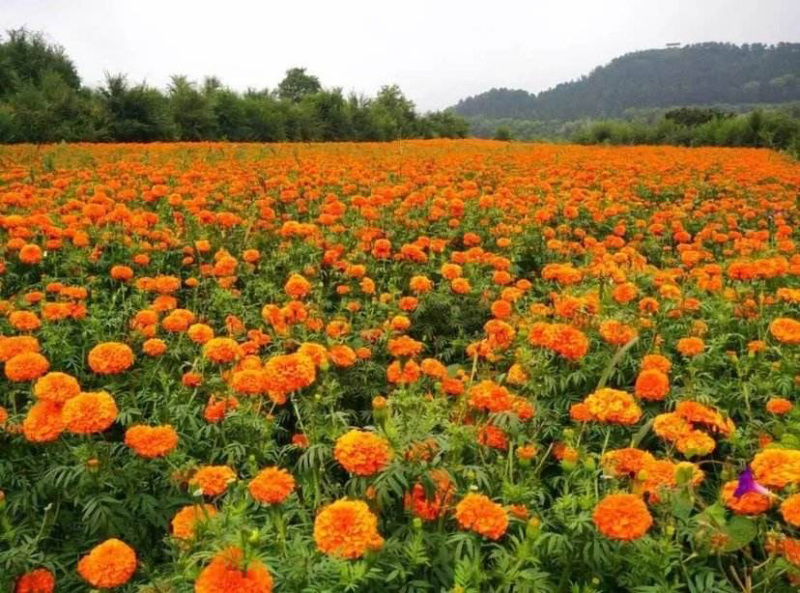 万寿菊种子菊花种子四季易活庭院别墅路边景观花海花种子