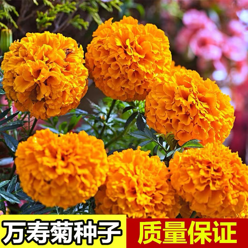万寿菊种子菊花种子四季易活庭院别墅路边景观花海花种子