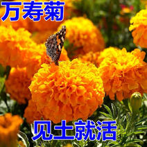 万寿菊种子菊花种子四季易活庭院别墅路边景观花海花种子