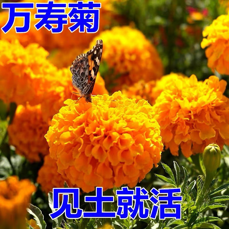 万寿菊种子菊花种子四季易活庭院别墅路边景观花海花种子