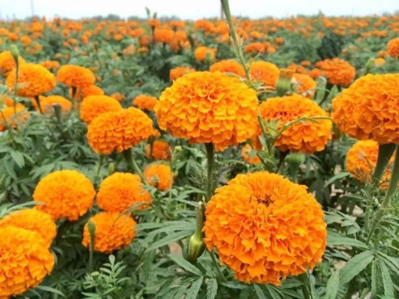 万寿菊种子菊花种子四季易活庭院别墅路边景观花海花种子