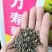 万寿菊种子菊花种子四季易活庭院别墅路边景观花海花种子