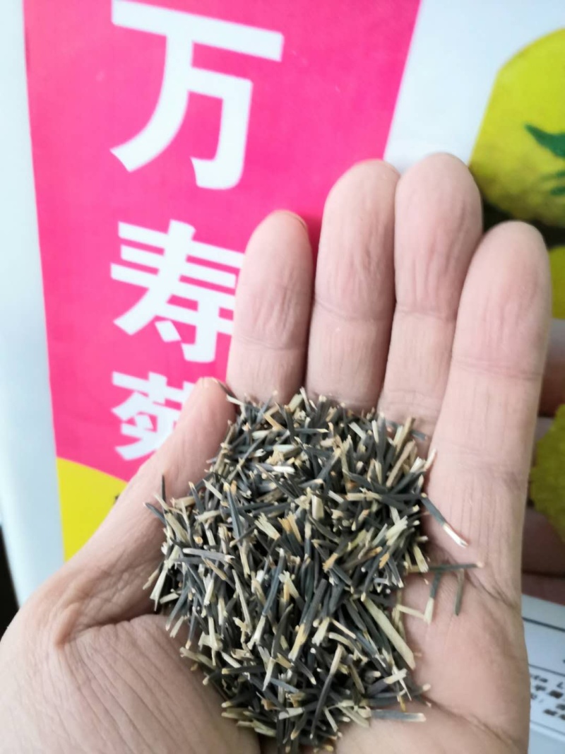万寿菊种子菊花种子四季易活庭院别墅路边景观花海花种子