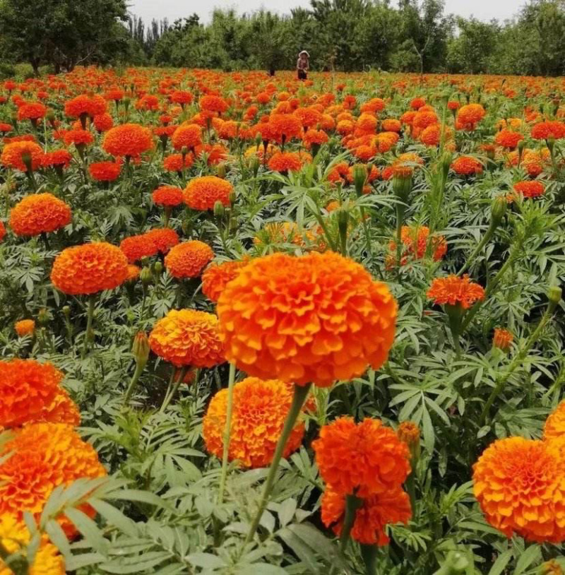 万寿菊种子菊花种子四季易活庭院别墅路边景观花海花种子