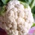1-3斤菜花，花菜乳白紧花，市场，电商，产地直供全国代发