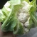 1-3斤菜花，花菜乳白紧花，市场，电商，产地直供全国代发