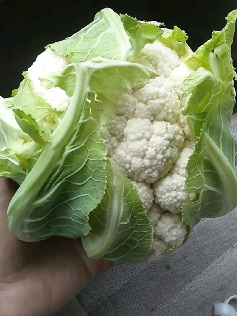 1-3斤菜花，花菜乳白紧花，市场，电商，产地直供全国代发