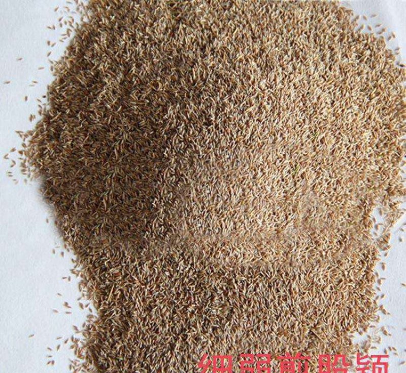 进口匍匐型剪股颖种子细弱型草坪种子高档绿化免修剪