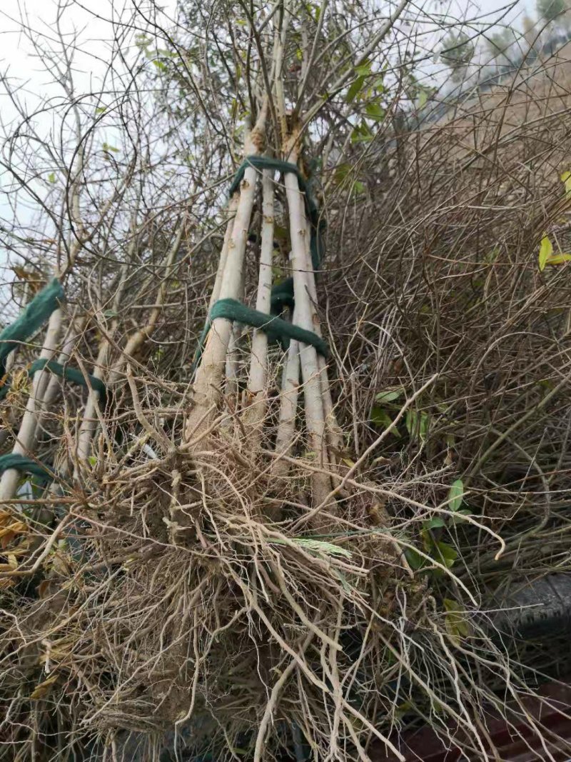 突尼斯软籽石榴树苗嫁接苗两年嫁接苗保成活高产量