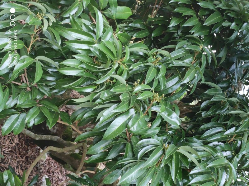 嫁接枝条红灯笼、鸡嘴荔花期