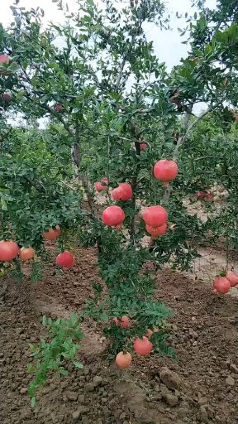 突尼斯软籽石榴树苗嫁接苗两年嫁接苗保成活高产量