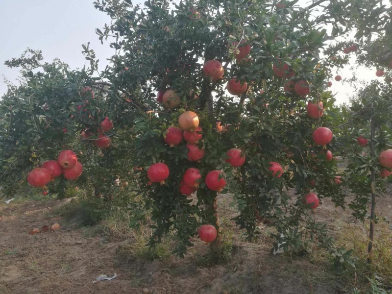 突尼斯软籽石榴树苗嫁接苗两年嫁接苗保成活高产量