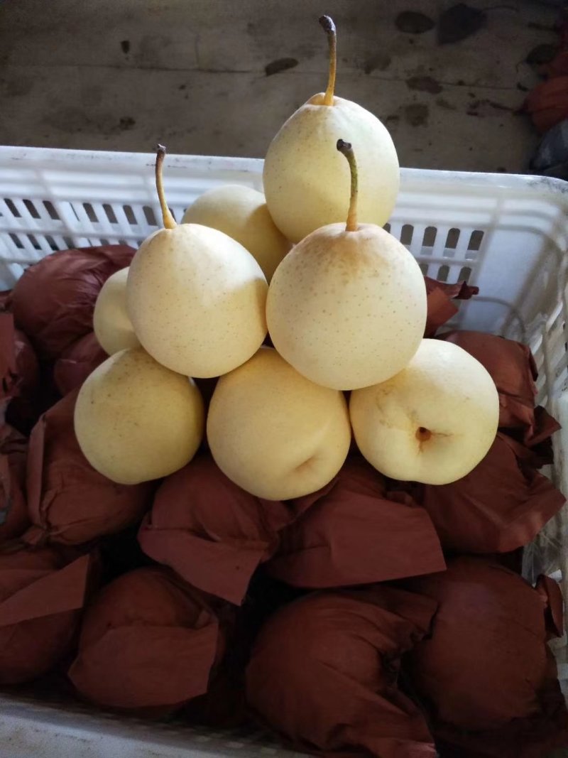 阳信鸭梨自己家的又大又甜