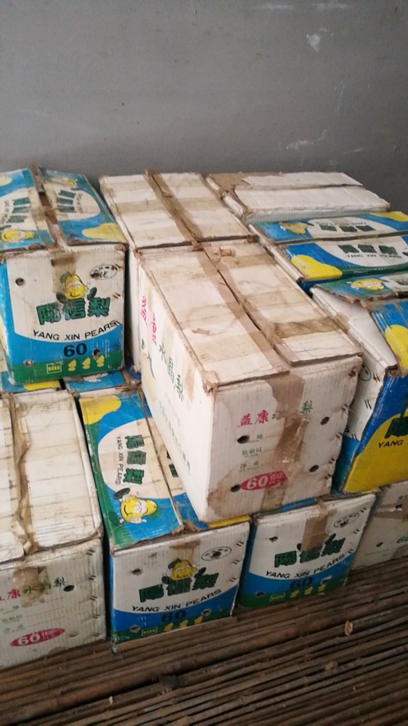 阳信鸭梨自己家的又大又甜