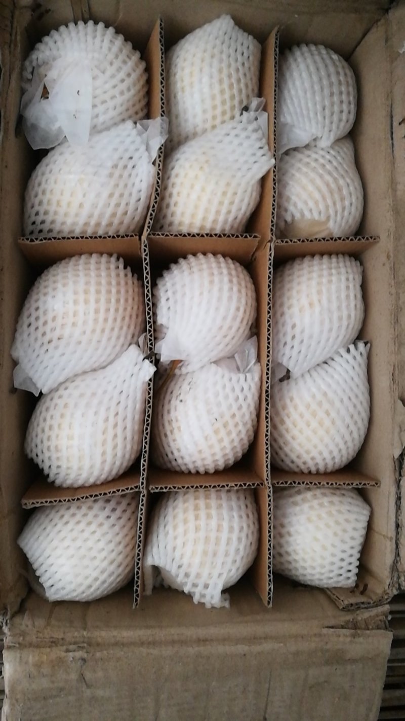 阳信鸭梨自己家的又大又甜
