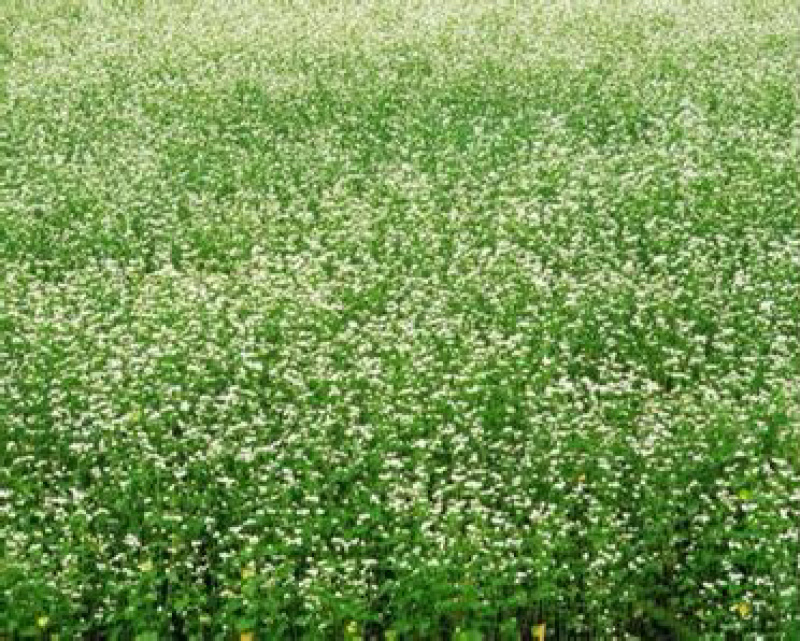 满天星种子四季开花四季种易活庭院别墅阳台路边花海草籽