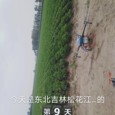 无人机打药