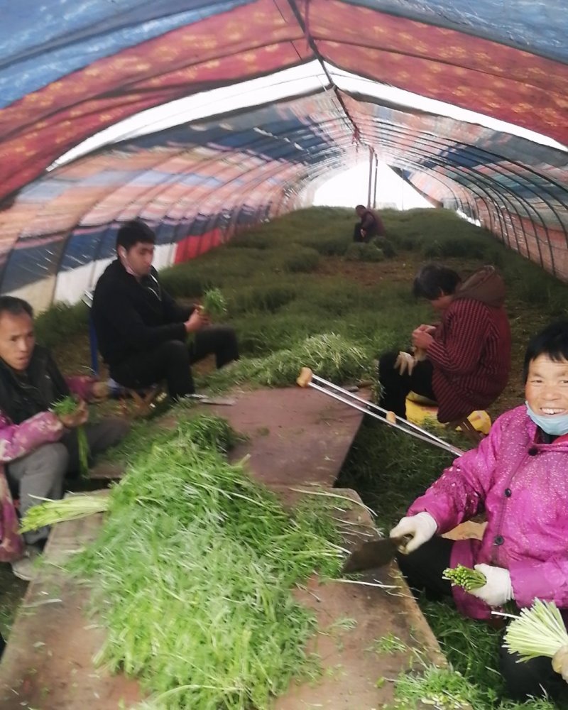 藜蒿，大量有货，对三高人群有保健作用，吃法，芦蒿炒肉丝，