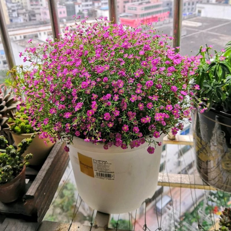 满天星种子四季可播四季开花庭院别墅阳台路边花海景观花