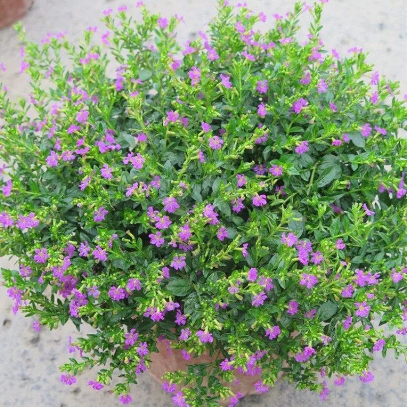 满天星种子四季可播四季开花庭院别墅阳台路边花海景观花
