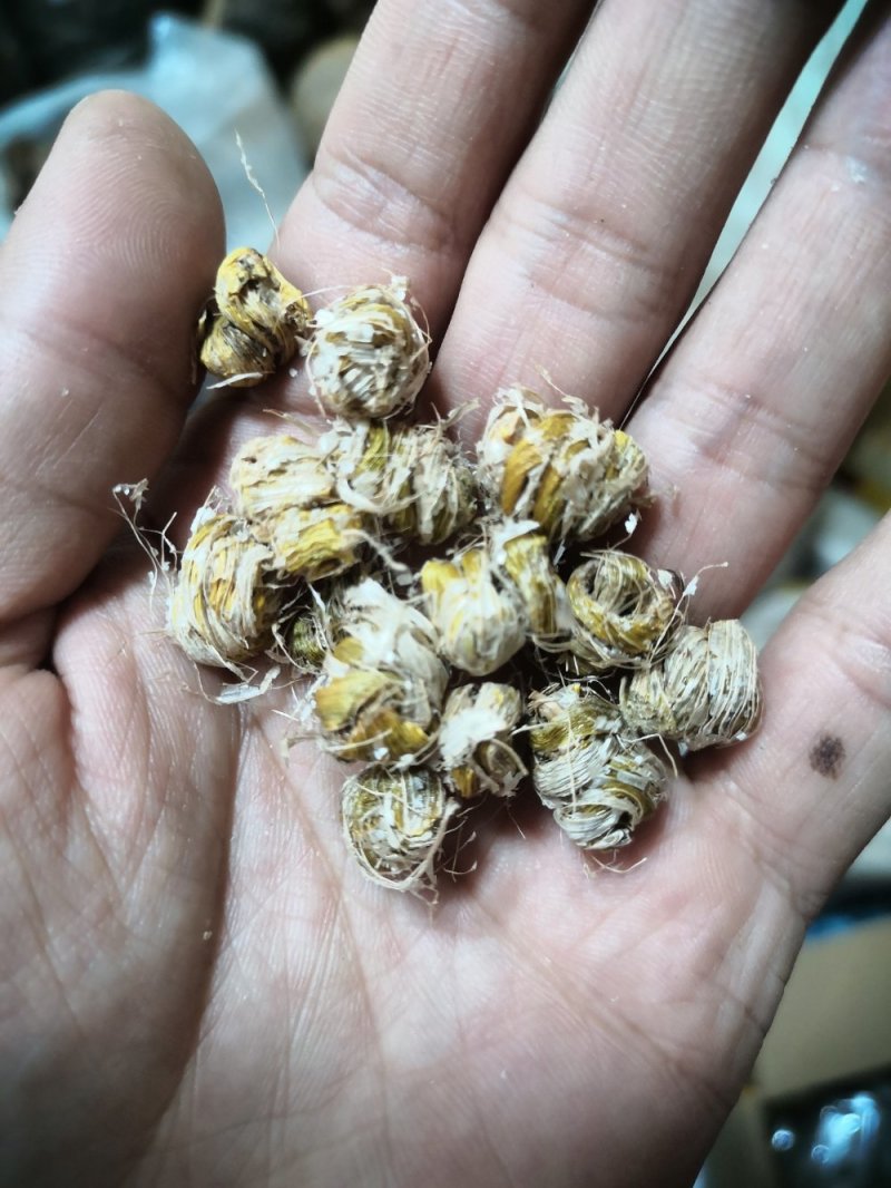 包邮铁皮石斛干条枫斗新货全干品质保证产地直发