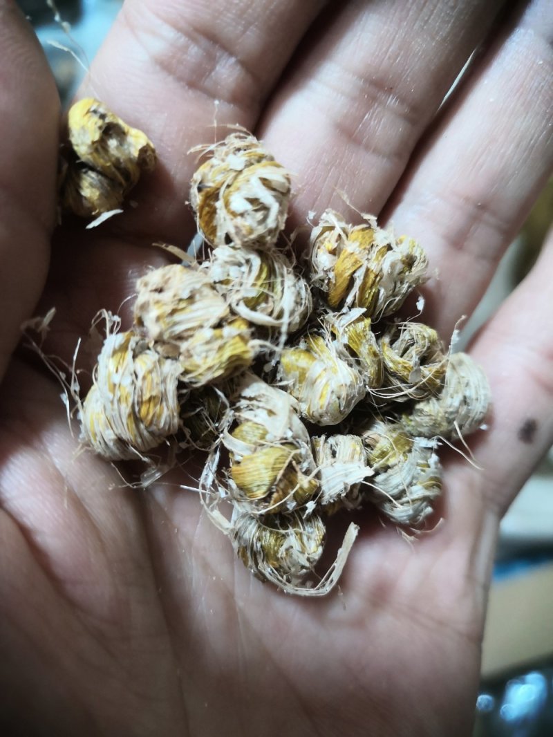 包邮铁皮石斛干条枫斗新货全干品质保证产地直发