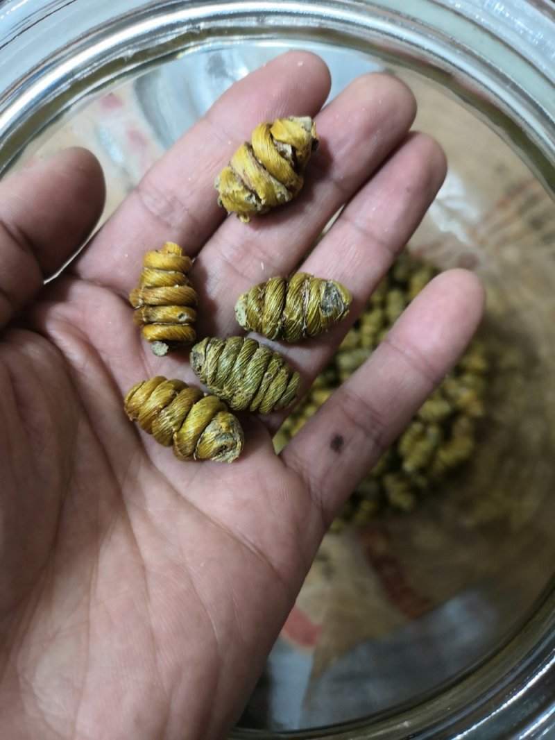 包邮铁皮石斛干条枫斗新货全干品质保证产地直发