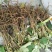 大通草苗通草种苗一手货源成活率高