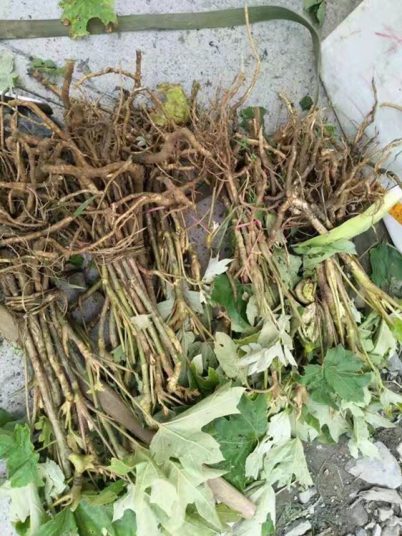 大通草苗通草种苗一手货源成活率高