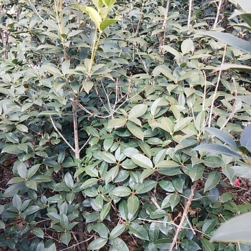 金桂花
