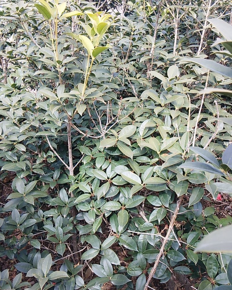 金桂花